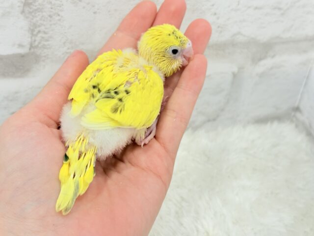セキセイインコ