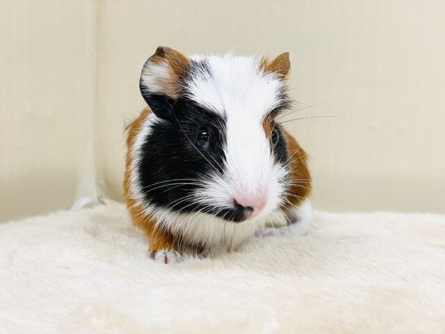 クレステッドモルモット