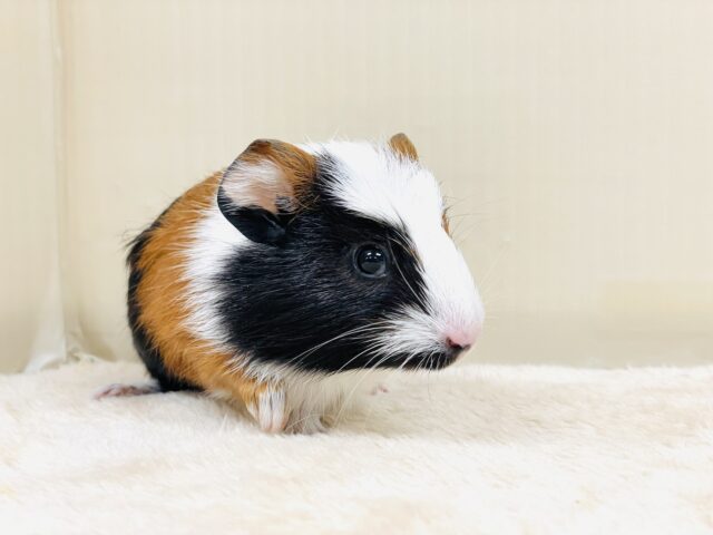 クレステッドモルモット