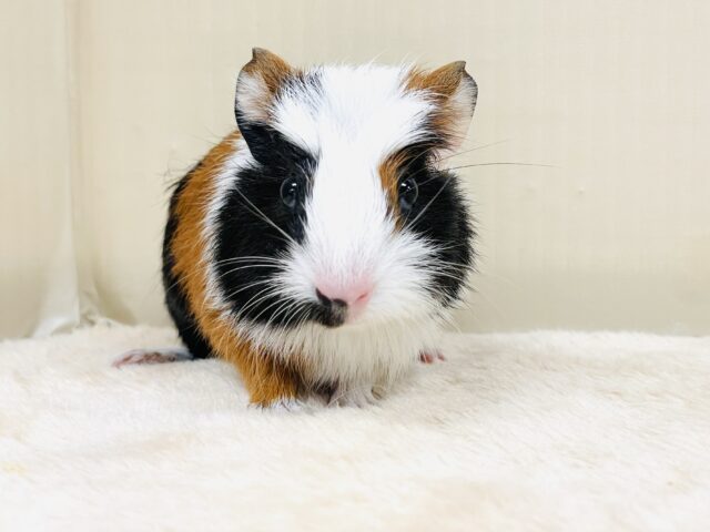 プイプイっと登場✨クレステッドモルモットちゃん（女の子）