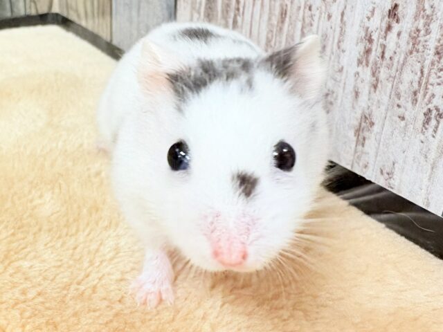 ジャンガリアン