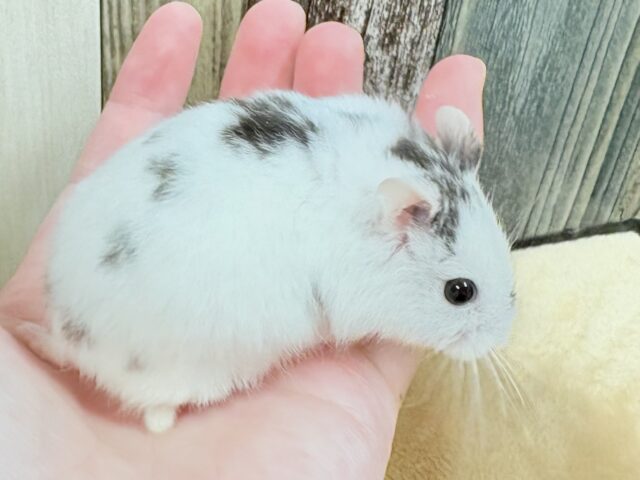 ジャンガリアン