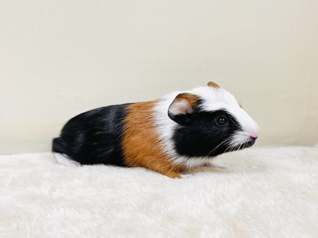 クレステッドモルモット