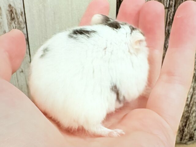 ジャンガリアン