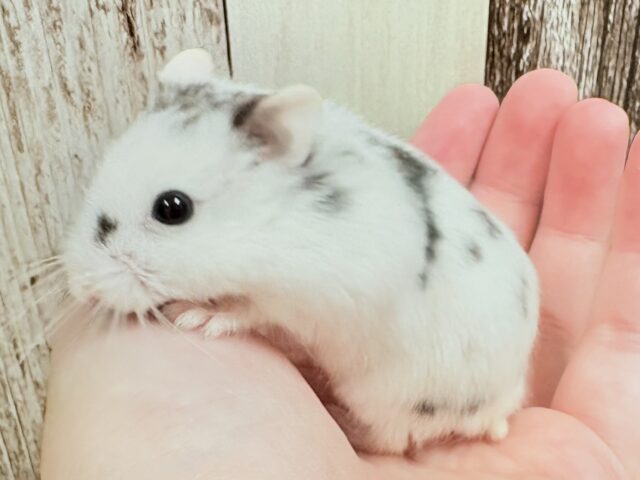 ジャンガリアン