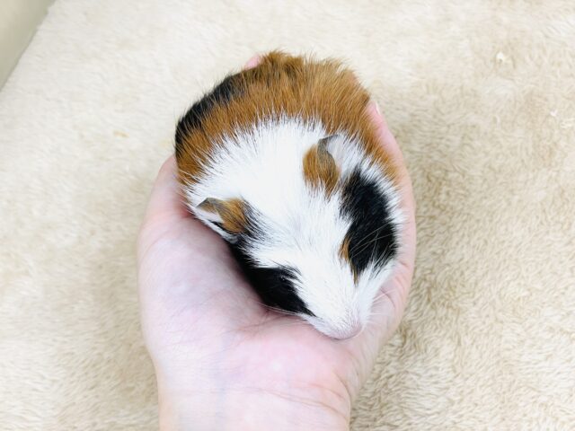 クレステッドモルモット