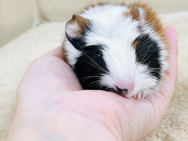 クレステッドモルモット