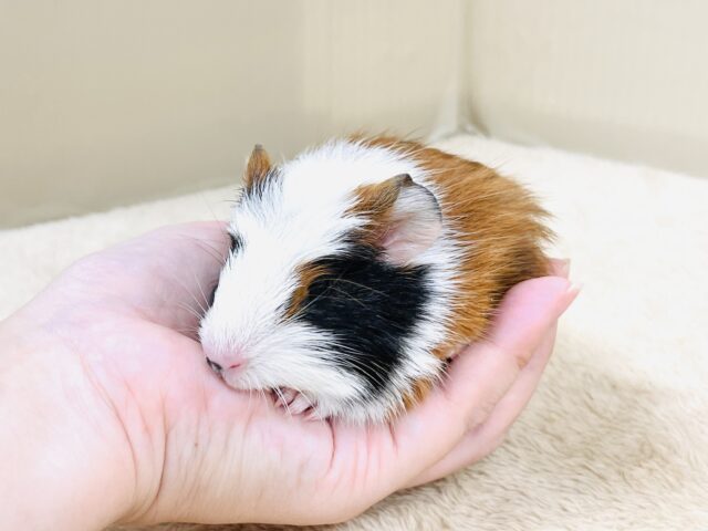 クレステッドモルモット