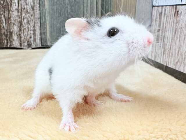 ジャンガリアン