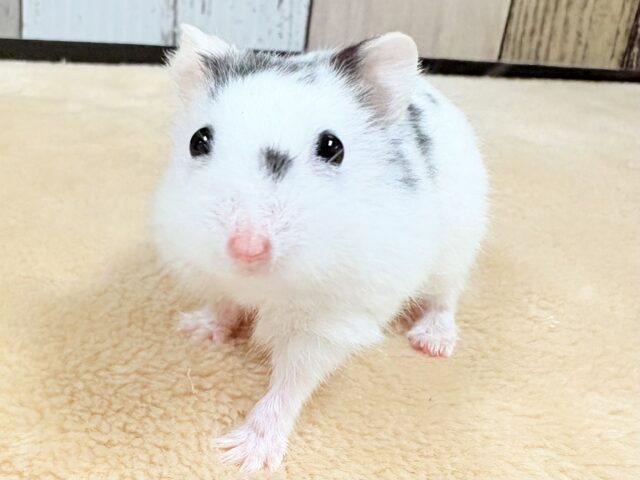 まるで豆大福🫘⚪️ジャンガリアンハムスター❣️(パイド)(男の子)