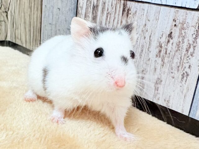 ジャンガリアン