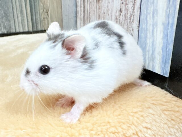 ジャンガリアン