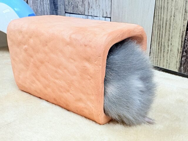 ゴールデンハムスター