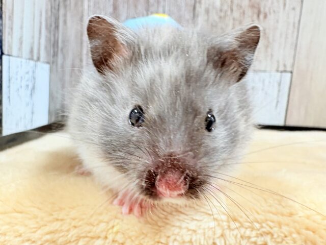 ゴールデンハムスター