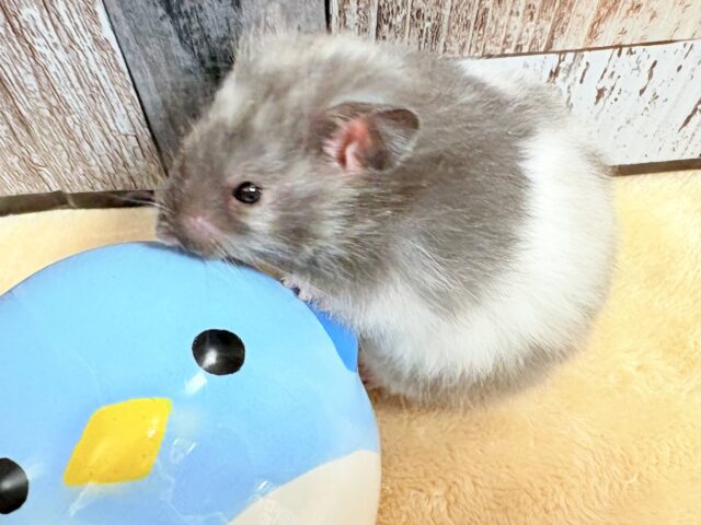 ゴールデンハムスター