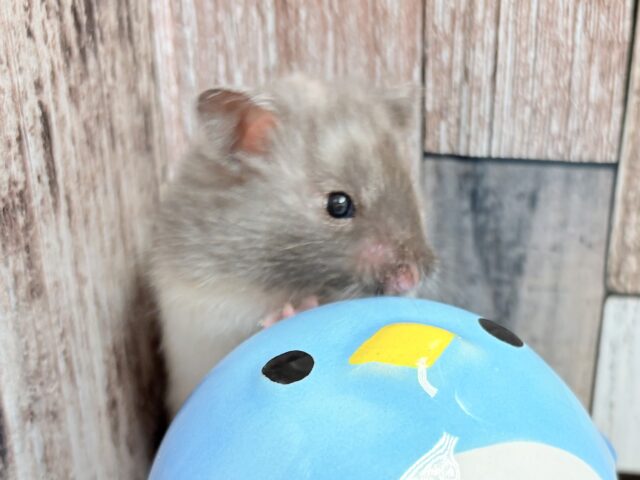 ゴールデンハムスター