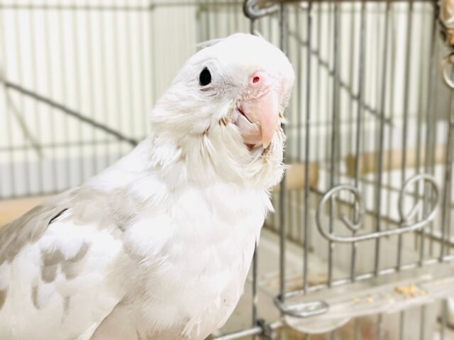 【最新画像】ニコニコ顔のオカメインコちゃん（ホワイトフェイスシナモンパイド）ヒナ
