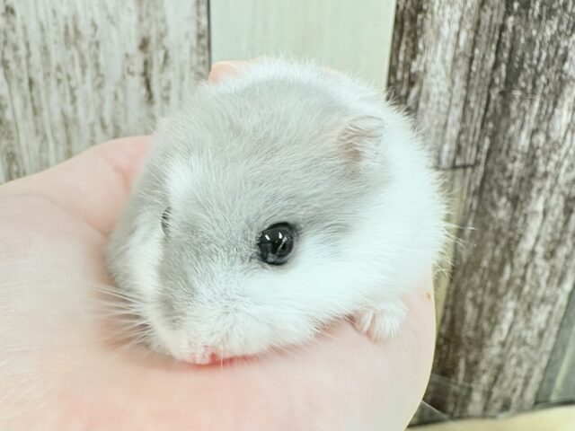 【最新画像更新🪄︎︎💫】まんまるふあふあぼでぃ✨マーブルハムスター‼️(男の子)