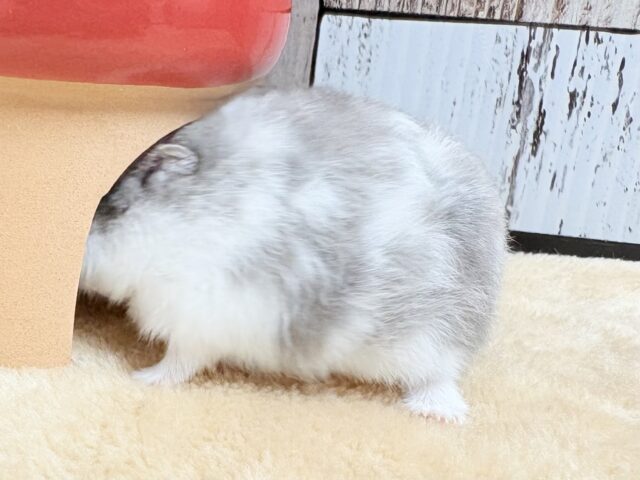 ドワーフハムスターの1種