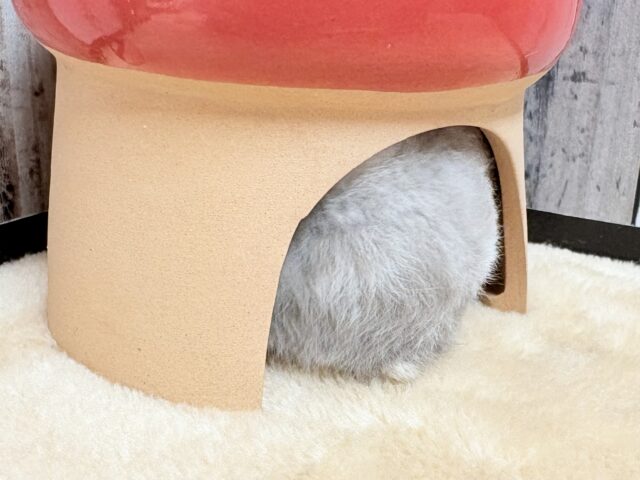 ドワーフハムスターの1種