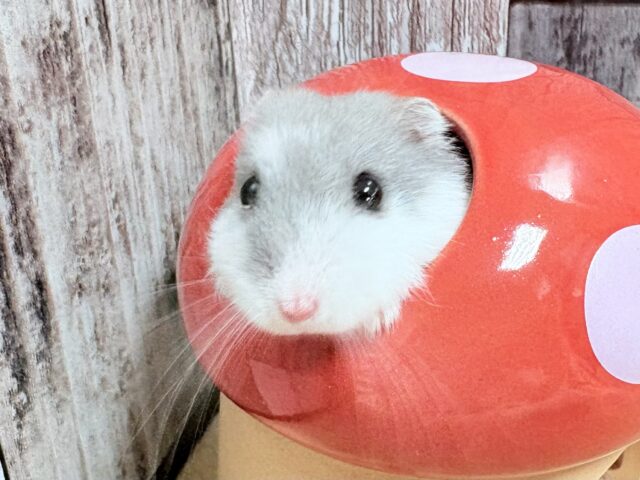 ドワーフハムスターの1種