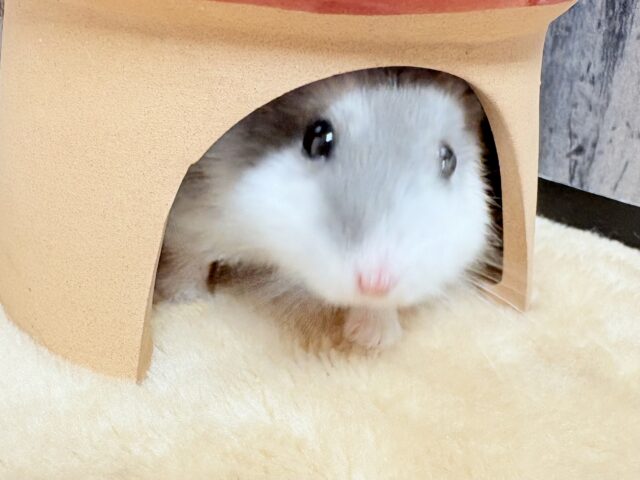 ドワーフハムスターの1種