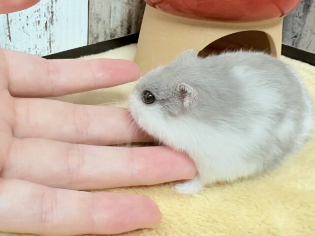 ドワーフハムスターの1種