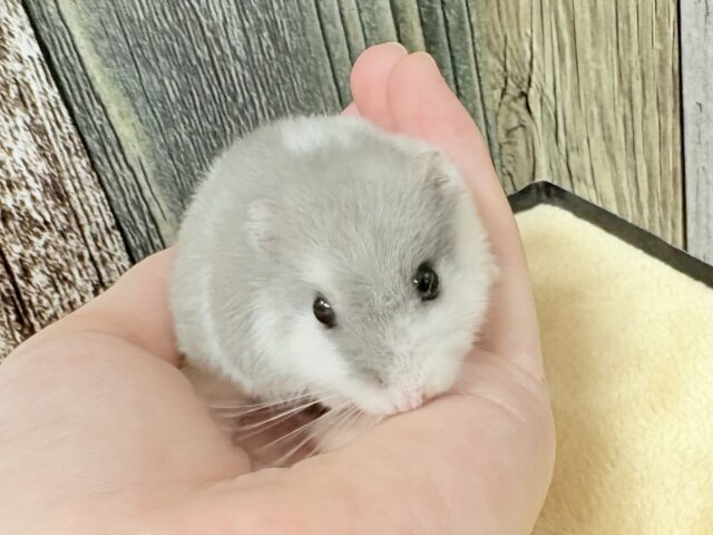 ドワーフハムスターの1種