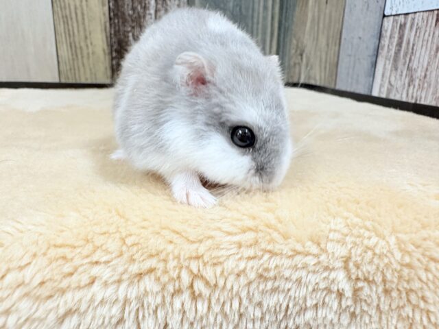 ドワーフハムスターの1種
