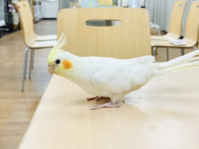 オカメインコ