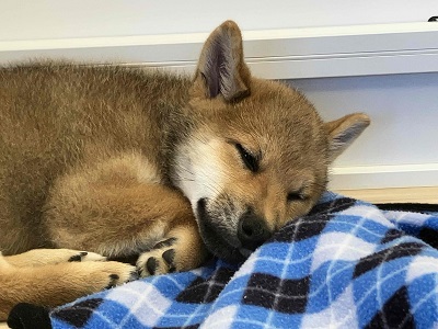 陽気な日本男児！柴犬入舎しました！！