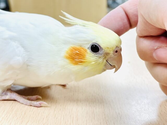 オカメインコ