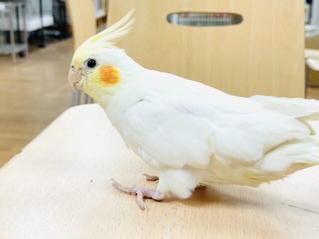 オカメインコ