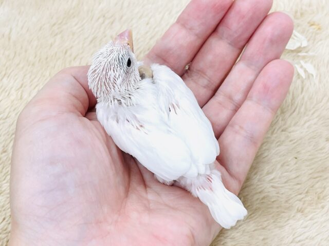 白文鳥