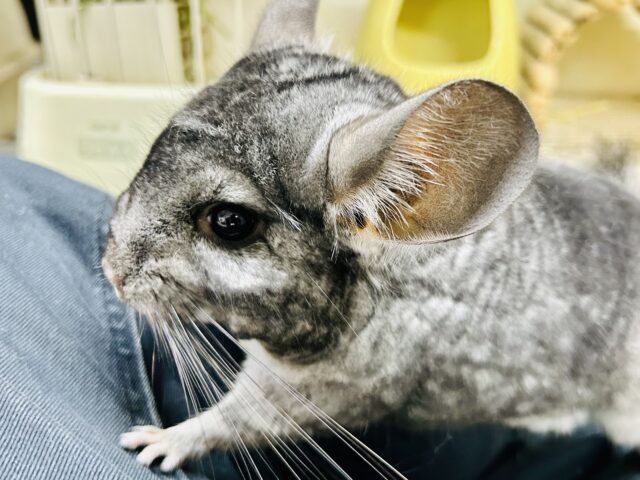 チンチラ