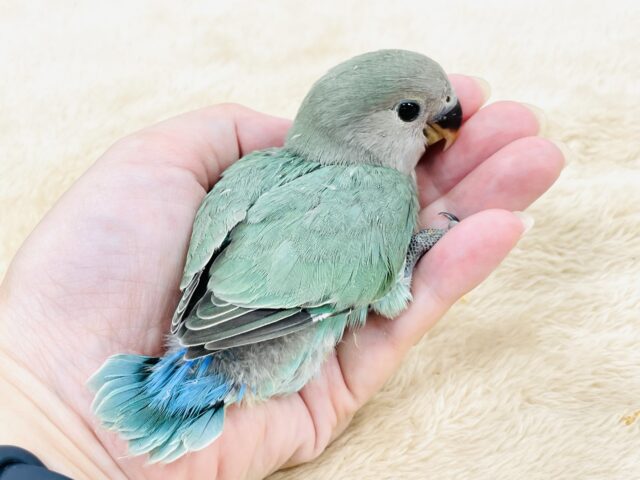コザクラインコ（小桜インコ）