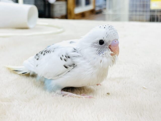 セキセイインコ