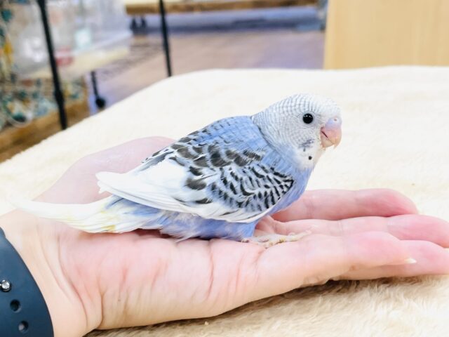 セキセイインコ