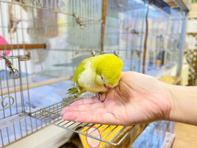 オキナインコ
