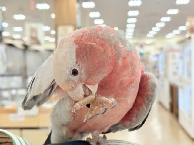 モモイロインコ