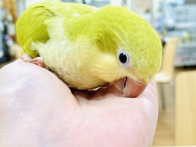 オキナインコ
