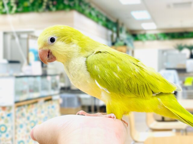 オキナインコ