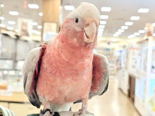 モモイロインコ