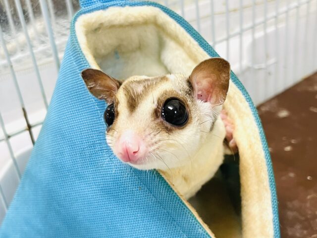 フクロモモンガ