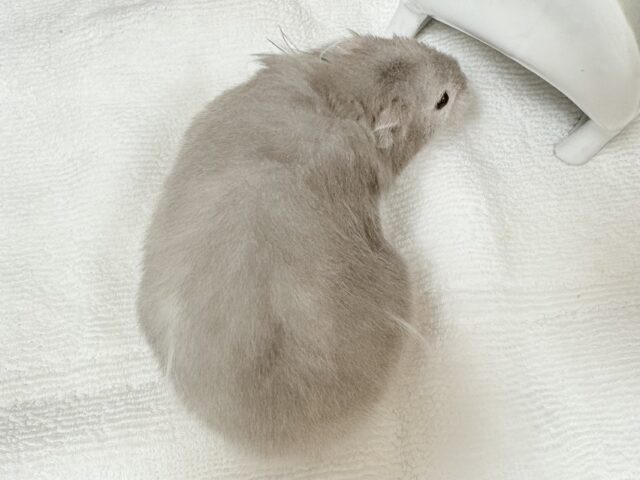 ゴールデンハムスター