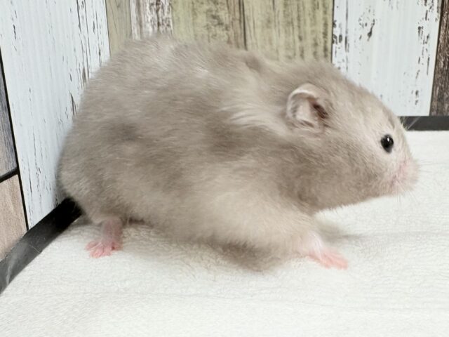 ゴールデンハムスター