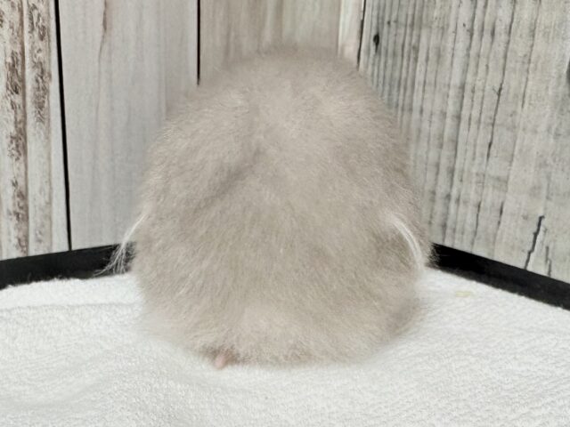 ゴールデンハムスター