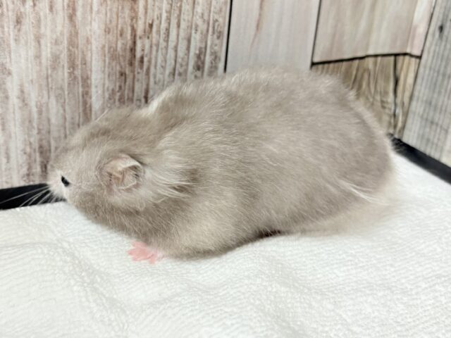 ゴールデンハムスター