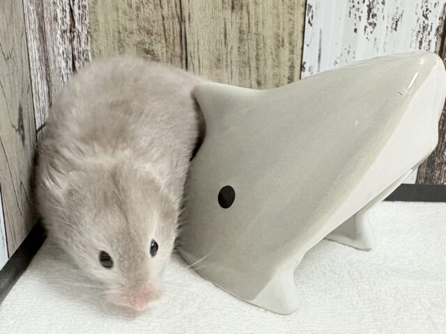 ゴールデンハムスター