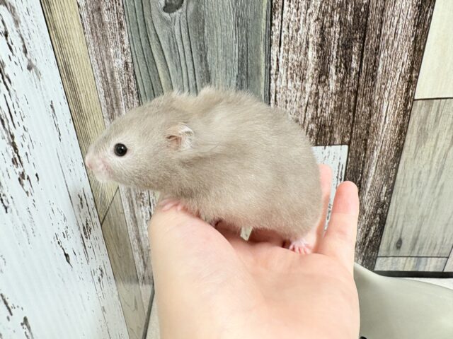 ゴールデンハムスター